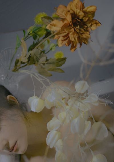 欧美冬青和北美冬青_BD英语手机免费观看完整